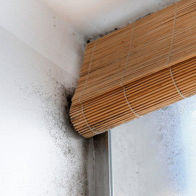 Mold Remediation